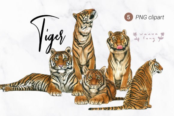 Tiger Watercolor Animal Clipart, PNG