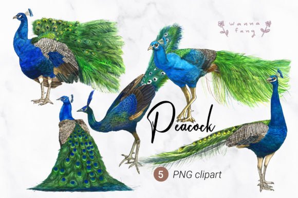 Peacock Watercolor Animal Clipart, PNG